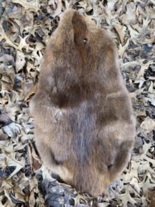 Beaver pelt (Photo: R. Duvick)